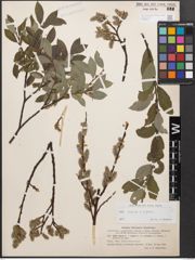 Foto von Salix caprea L. x Salix repens L.